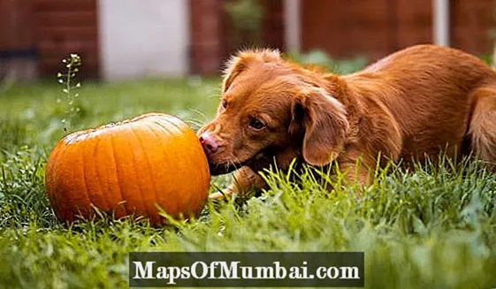 Can a dog eat pumpkin? - Benefits and amounts