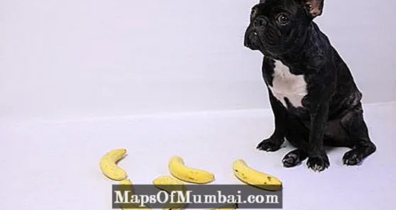 ¿Os cans poden comer plátanos?