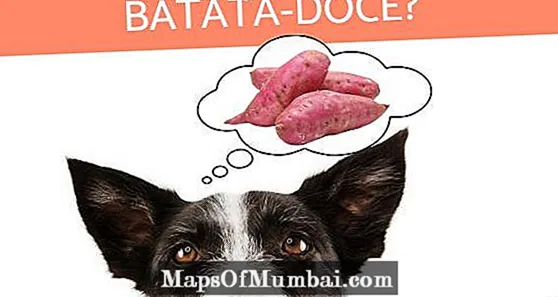 Kan en hund spise søde kartofler?