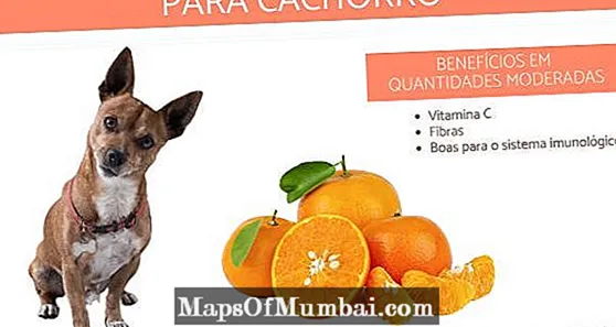 สุนัขสามารถกินส้มได้หรือไม่? และส้มเขียวหวาน?