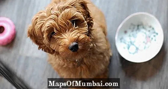 Može li pas jesti manioku?