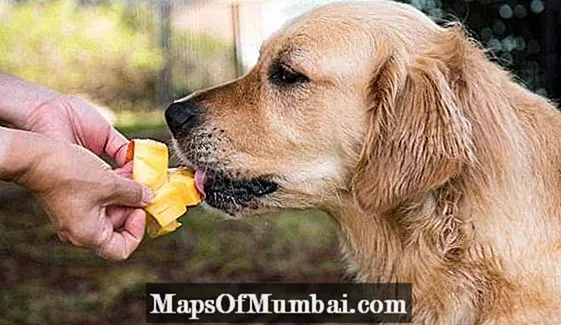 Bisakah seekor anjing makan mangga?