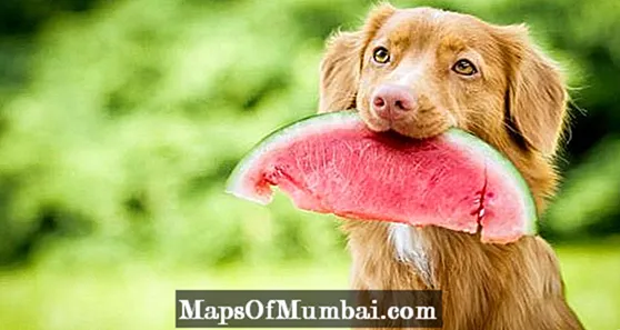 Bisakah anjing makan semangka?
