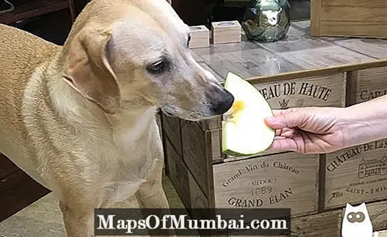 犬はメロンを食べることができますか？