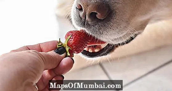 Can dogs eat strawberries?