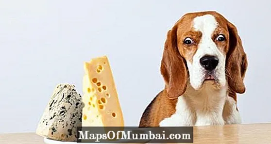 Pot un gos menjar formatge?