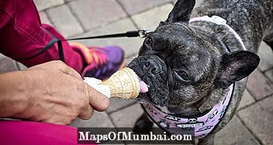 Kan en hund ha iskrem?