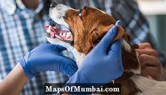 Gjakderdhja e qenve nga hunda: shkaqet