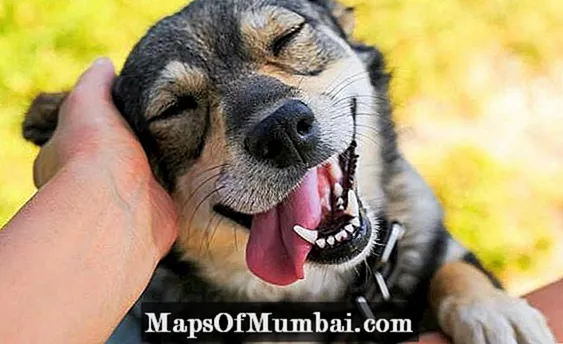 Glimlaggende hond: is dit moontlik?