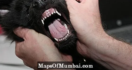 Un cane ha i denti da latte?