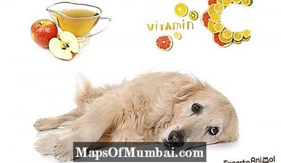 Dog urinating blood: home remedies and causes