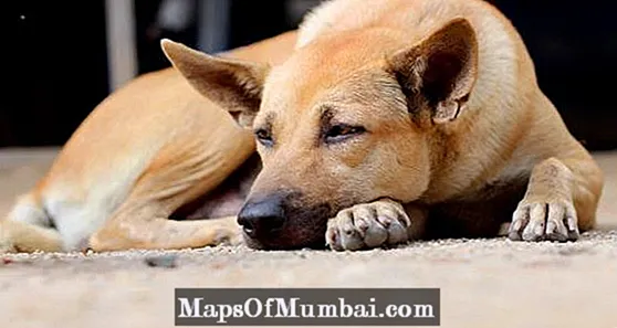 Câine care aruncă spumă albă - Cauze, simptome și tratament
