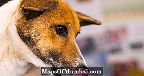 توله سگ سیاه پرتاب - علل و درمان