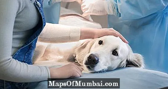 الكلب يتقيأ الدم: الأسباب والعلاج