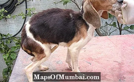Canine calazar (Visceral Leishmaniasis): ອາການ, ສາເຫດແລະການປິ່ນປົວ
