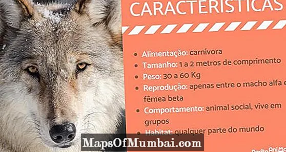 Wolf Characteristics - Behavior and Curiosities
