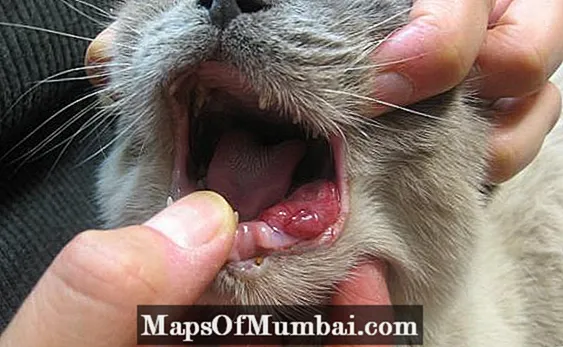 Squamous cell carcinoma in cats