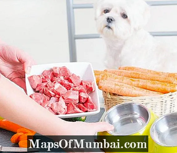 آیا گوشت خام برای سگ ها مضر است؟