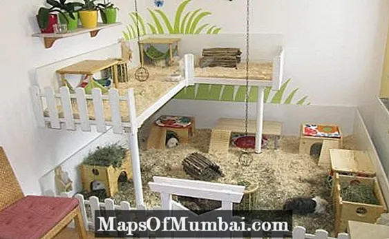 Guinea pig house: what to put in the cage