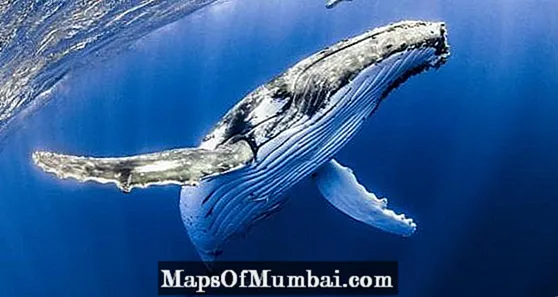 Cetáceos: significado, tipos e características