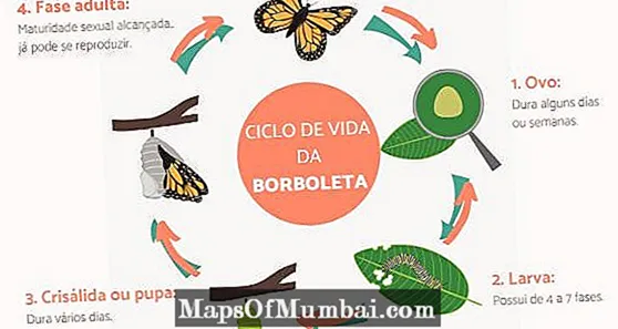 Ciclo de vida de la mariposa: fases, características y curiosidades