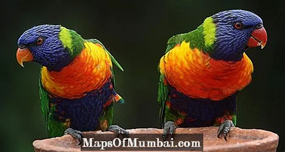 Clamidiosi nei pappagalli - Sintomi e trattamento