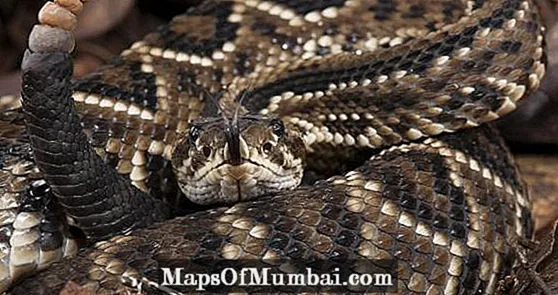 ブラジルで最も有毒なヘビ