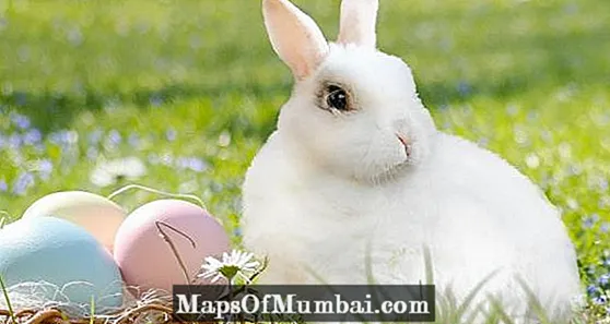Does a rabbit lay an egg?