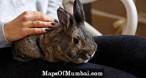 Sick Rabbit - 15 tekens fan pine by konijnen