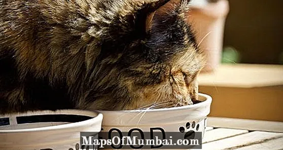 Hranilica za mačke - vrste i kako odabrati najbolju