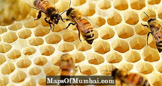 како пчелите прават мед