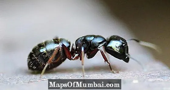 Hur reproducerar myror