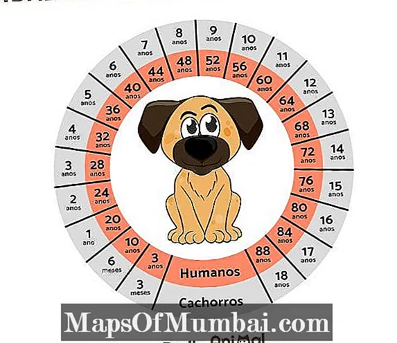Hoe de menselijke leeftijd van een hond te berekenen?