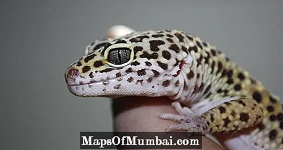कसरी एक तेंदुए gecko को हेरचाह गर्ने