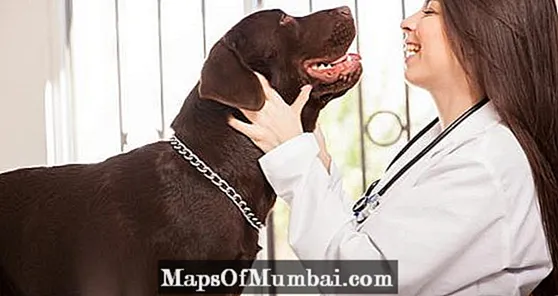 Com triar un bon veterinari? 10 consells