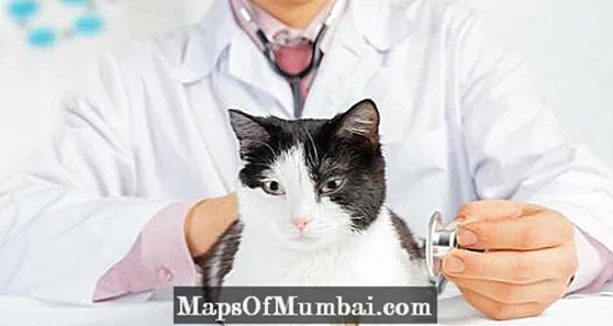 How to empty the adanal gland in cats