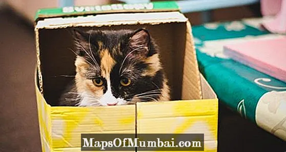 Kartonnen kattenspeelgoed maken