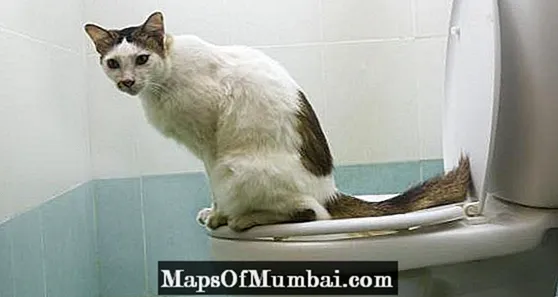 Si ta bëni macen të ndalojë urinimin në vendin e gabuar