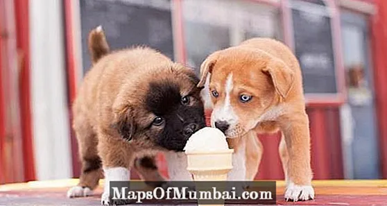Giunsa ang Paghimo sa Homemade Dog Ice Cream