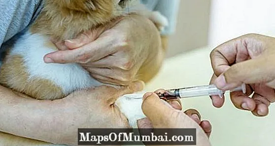 Cumu interpretà u test di sangue di un cane