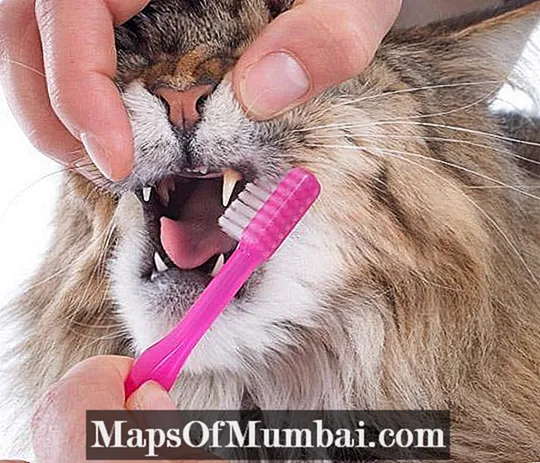 كيف أنظف أسنان قطتي