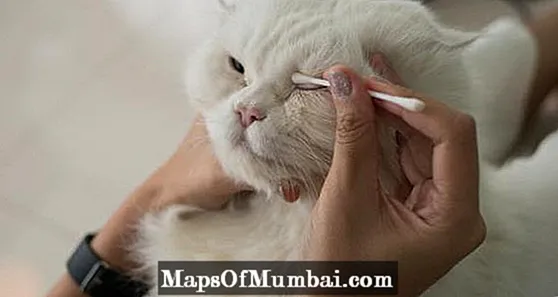 Bir kedinin gözleri nasıl temizlenir