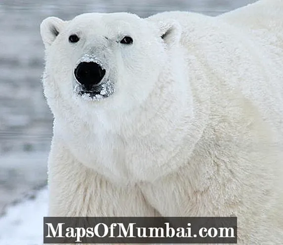 Kako polarni medvjed preživljava hladnoću
