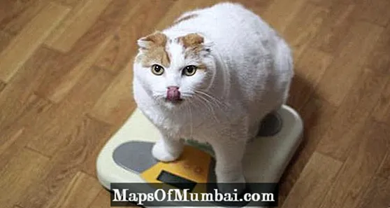Kako vem, ali je moja mačka debela?