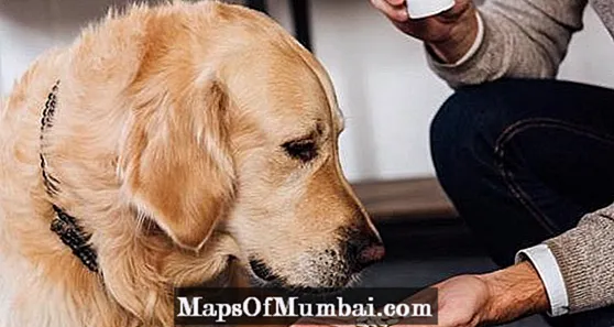 B komplex kutyáknak - Adagok, előnyök és felhasználások