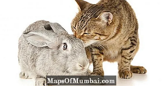 Съжителство между котки и зайци
