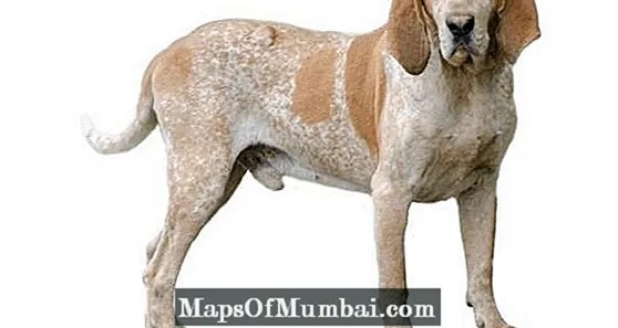coonhound inggris