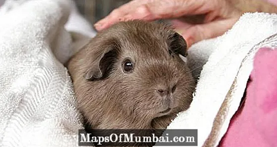 Mālama Pig Guinea Pig