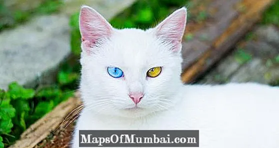 Pangangalaga sa isang albino cat
