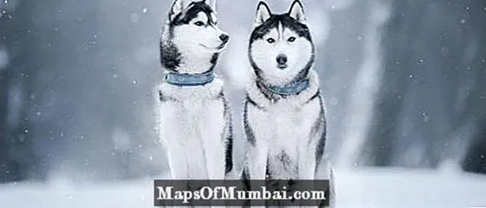 Fun facts about the Siberian husky